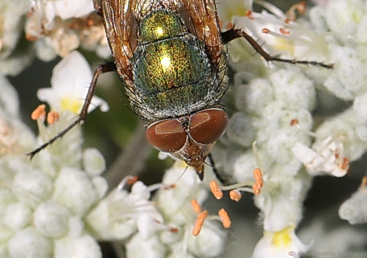 Rhyncomya sp. (Calliphoridae), maschio